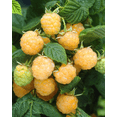 thumbnail image 6 of Fall Gold Raspberry Live Plant 4 to 6 Inch Tall, Golden Raspberry Plant, Sweet Yellow Berries for Garden, 6 of 7