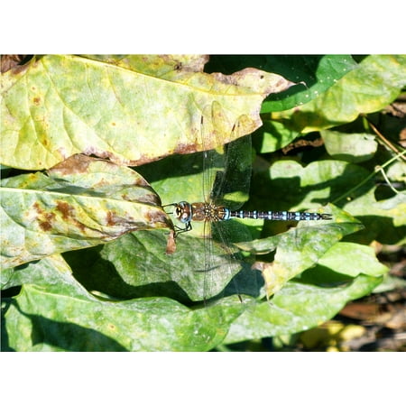 - LAMINATED POSTER Water Lily Lake Rose Dragonfly Green Poster Print 24 x 36