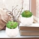 thumbnail image 5 of Plantas en maceta con formas-Decoraciones de oficina plantas en maceta Vhermosa CPB-YL619-4, 5 of 5