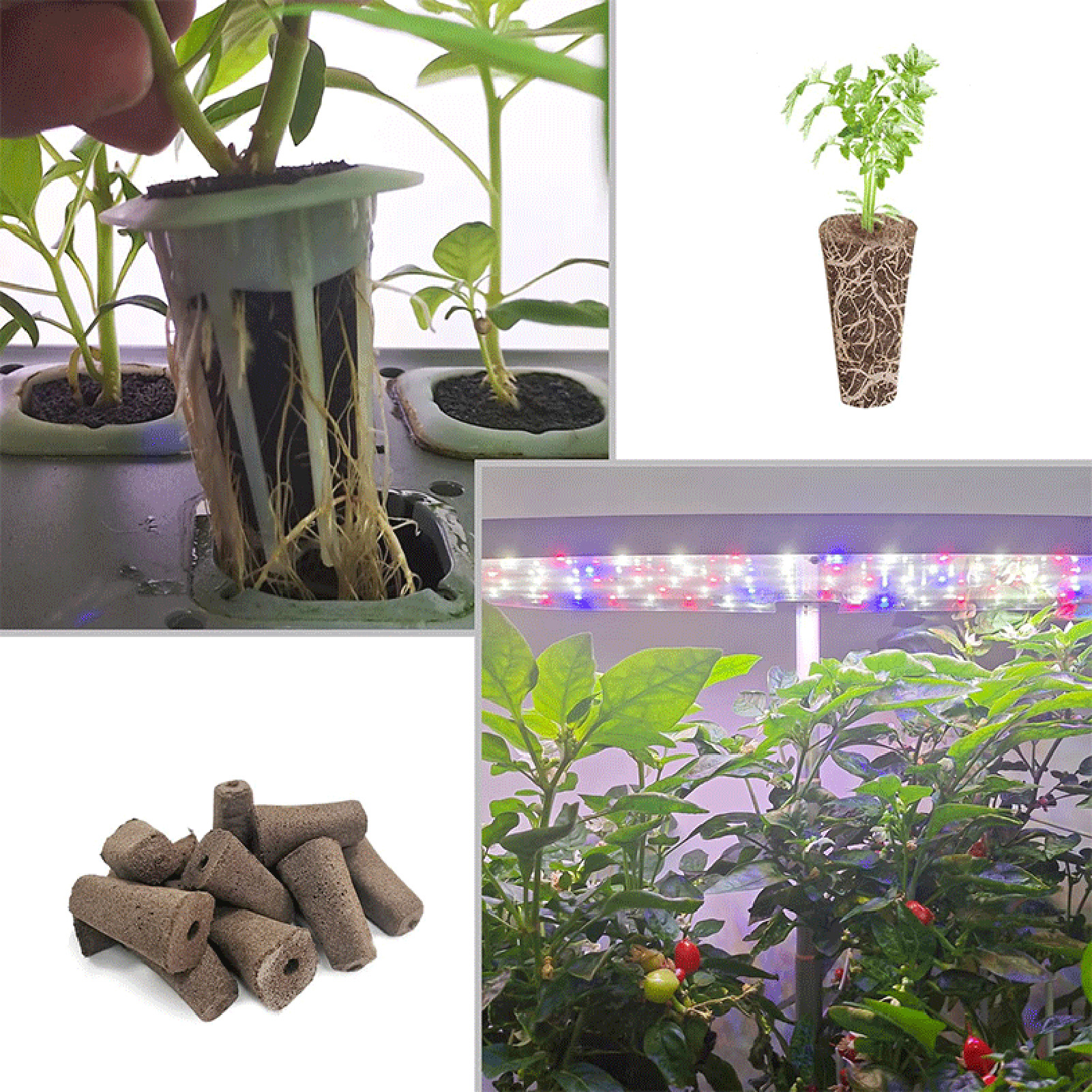 Loose Structure Growing Sponge 50Pcs PH Balanced Peat Root Growth
