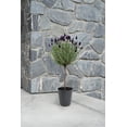 thumbnail image 2 of Lavande en standard, 2 of 2