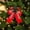 Red, variant on Christmas Bow Ornaments, 6 Pack 4.72 Inch Polyester Pinecone Berry Greenery Decor for Wreath and Tree, Black