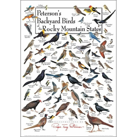 Peterson's Backyard Birds of the Rocky Mountain States - Poster