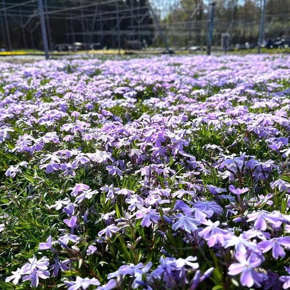 4 Emerald Blue Creeping Phlox Subulata in a 4 inch pot