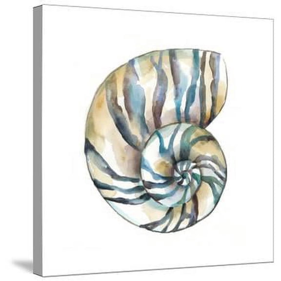 Aquarelle Shells II, Animals Stretched Canvas Wall Art by Chariklia Zarris Sold by Art.Com