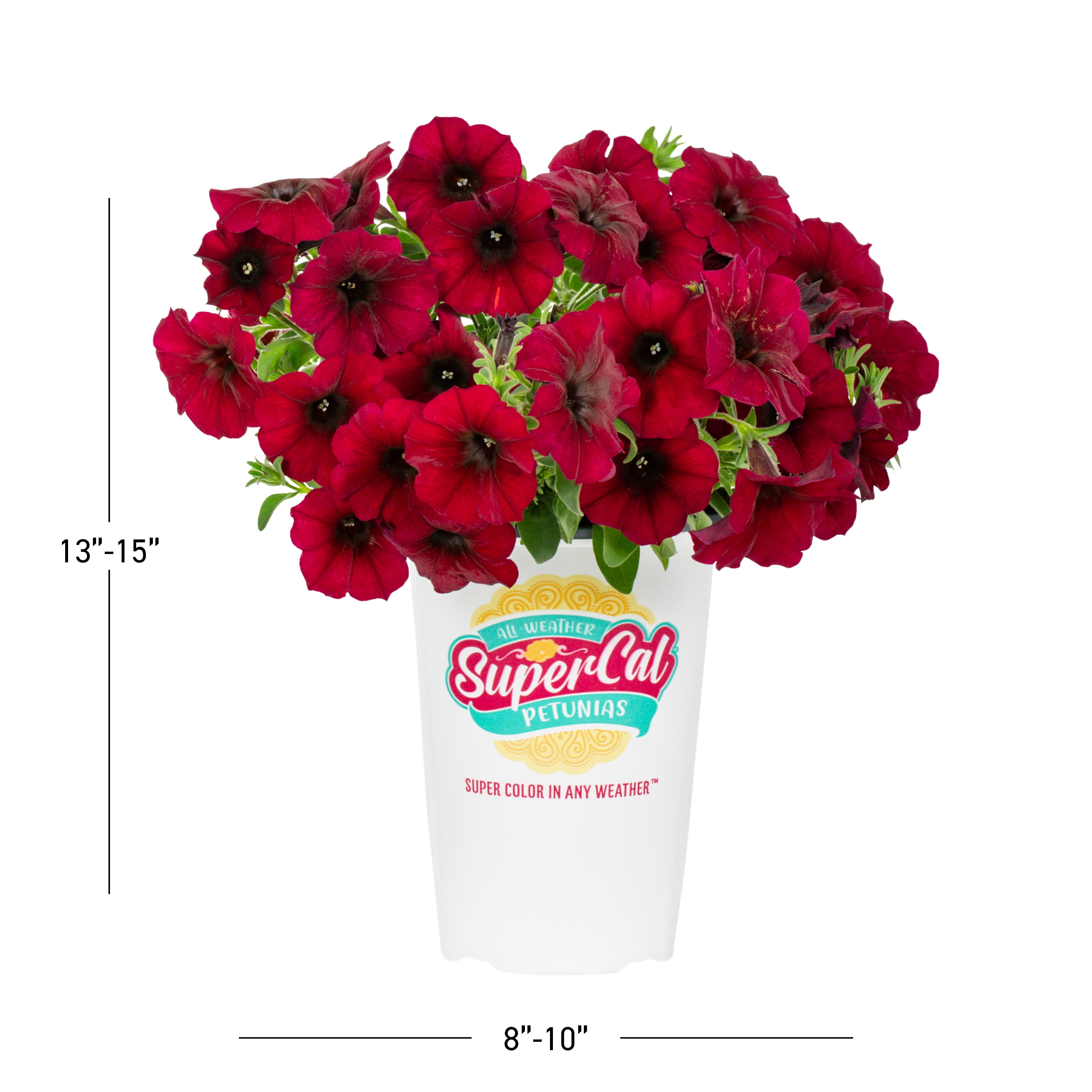 SuperCal 10" Bordeaux Petchoa Live Plants in Grower Pots (3 Count)