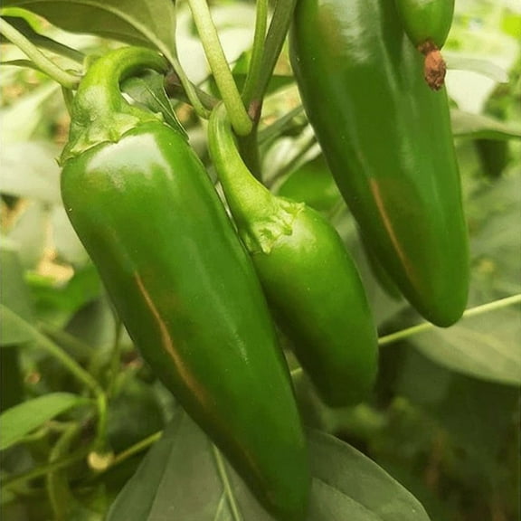 TomorrowSeeds - Jalapeno M Pepper Seeds - 100  Count - For 2025 Planting 8,000 Scoville Medium Hot