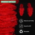 thumbnail image 2 of Uxcell Lot de 600 Plumes pour Artisanat, Plumes Naturelles Moelleuses Rouges de 1.57-3.15 Pouces pour Décorations de Mariage, 2 of 6