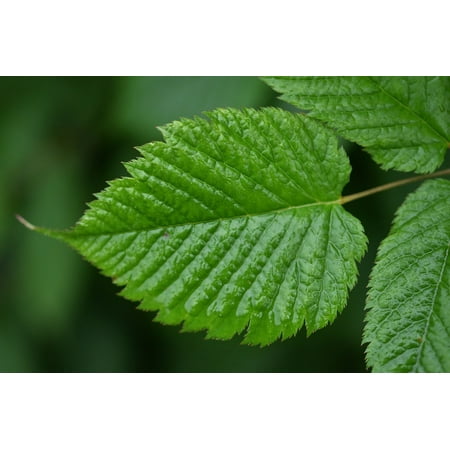 Floral Adhesive (Peel-n-Stick Poster of Spring Floral Water Green Leaf Nature Drop PlantPoster 24x16 Adhesive Sticker Poster)