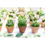 Shop Succulents Rosette Succulent (Collection of 140)