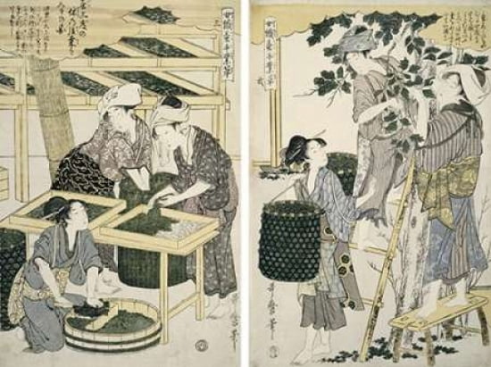 Silk-worm Culture B