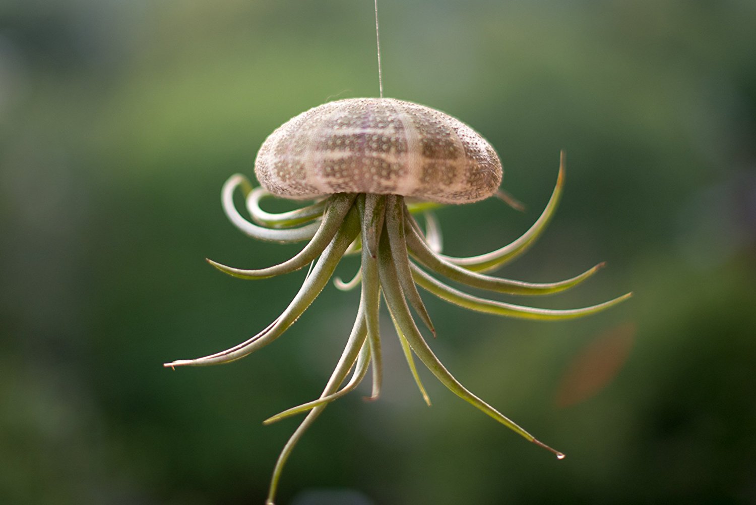 Air Plant Tillandsia Bromeliads Harrisii Flying Sea Urchin