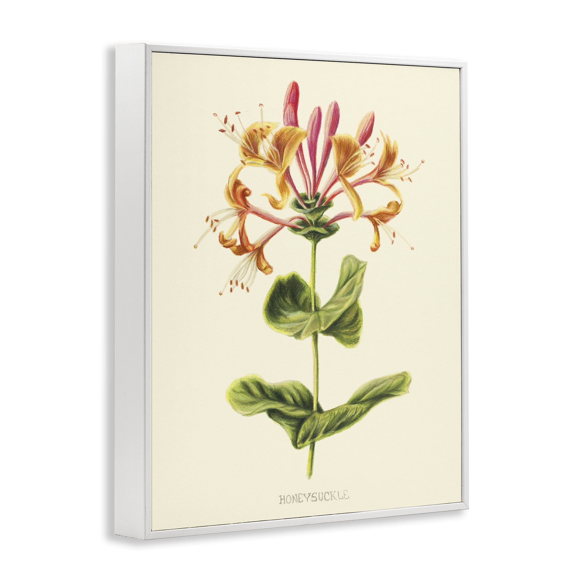 Stupell Industries Honeysuckle Vintage Illustration White Framed Giclee Art, design by Connie Resch