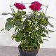 thumbnail image 4 of Garden Trellis Indoor Plant Trellis Flower Trellis Plant Support Plant Climbing Stand, 4 of 4
