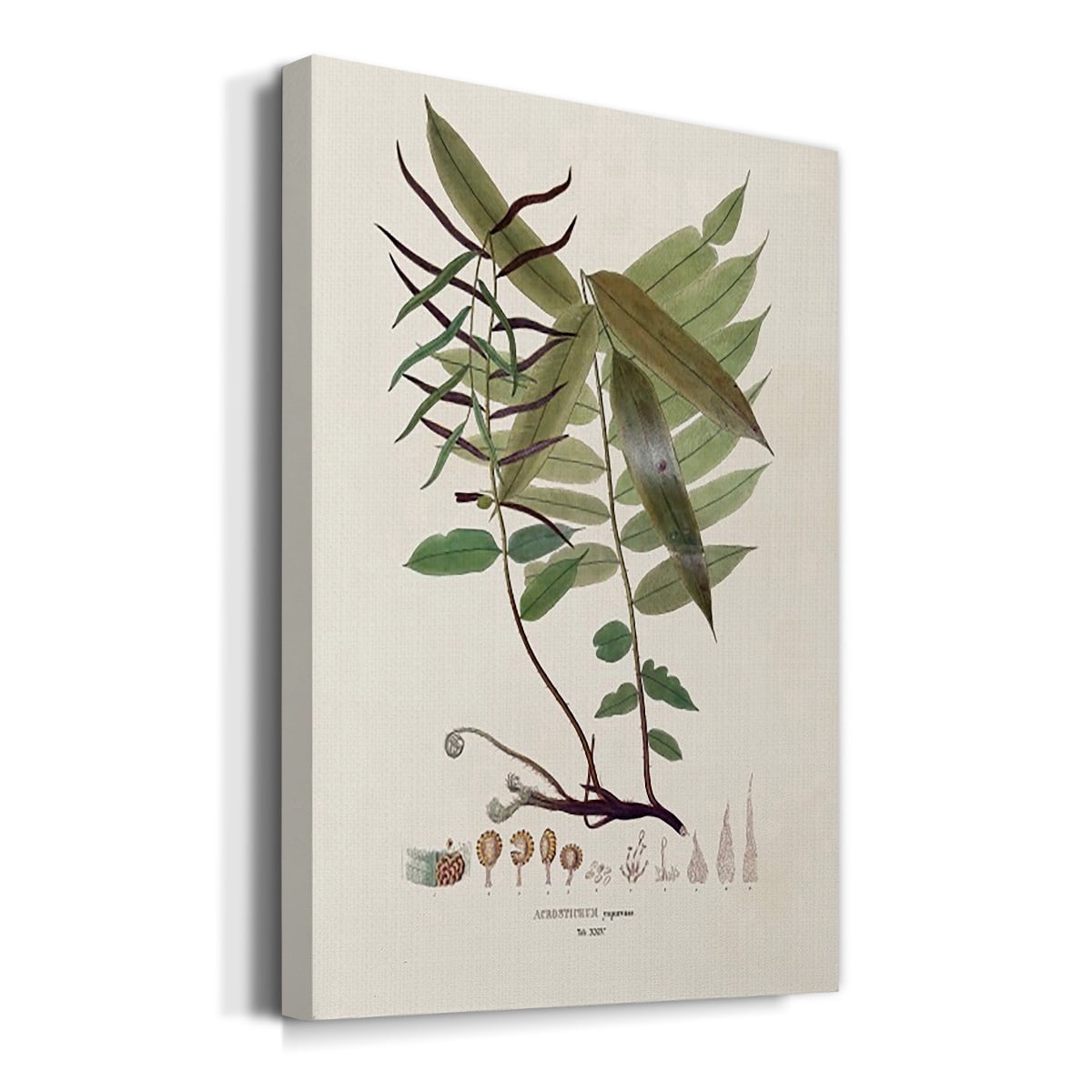 Botanical Society Ferns VI Premium Gallery Wrapped Canvas - Ready to Hang