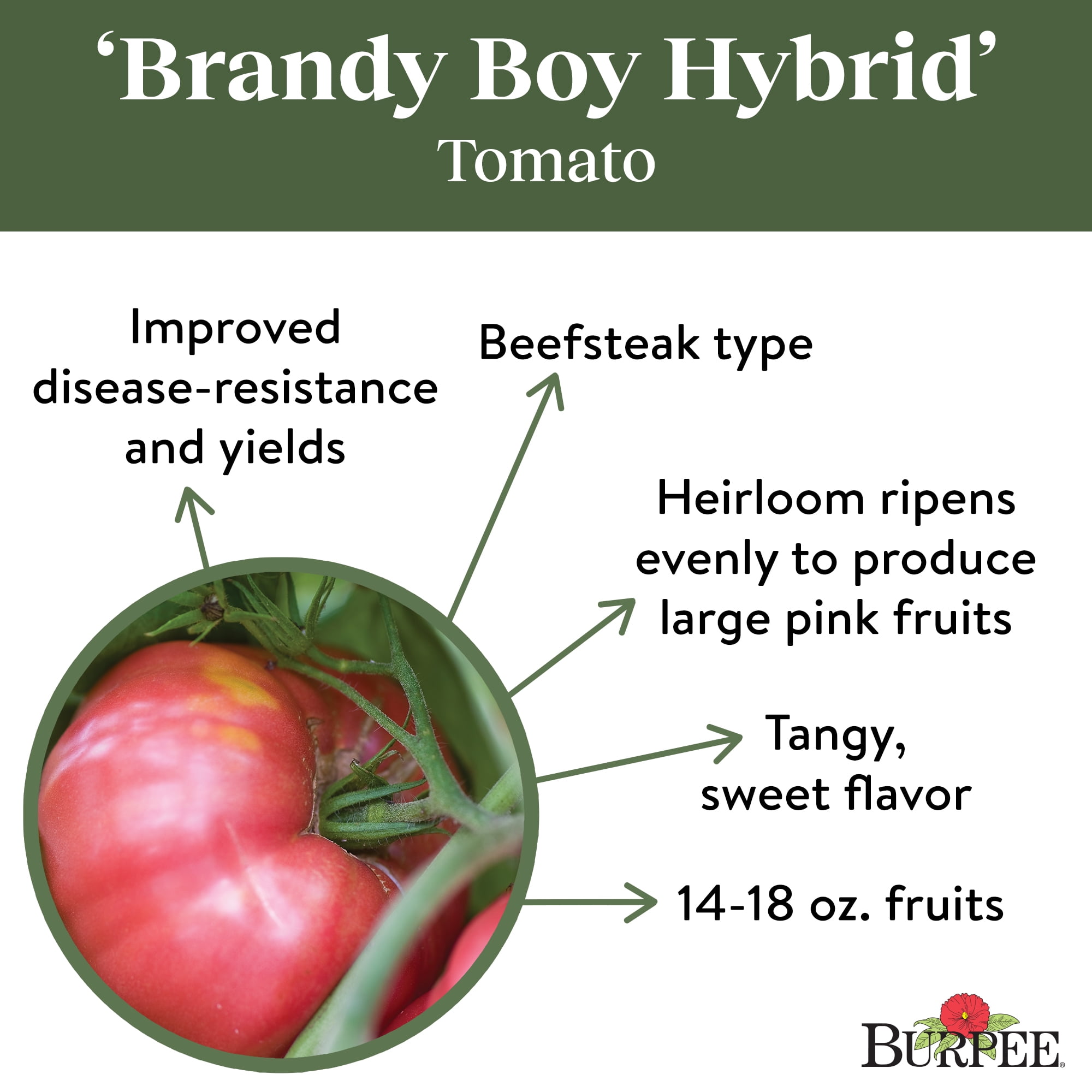 Burpee Brandy Boy Hybrid Tomato Vegetable Seed, 1-Pack