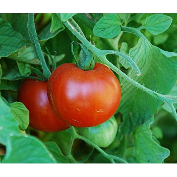 Tomato Sub Arctic Plenty Great Heirloom Garden Vegetable by Seed Kingdom 1 OZ Seeds