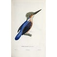 thumbnail image 2 of LaPlace, Cyrille Pierre Theodore 13x18 White Modern Wood Framed Museum Art Print Titled - Malagasy Kingfisher, 2 of 4