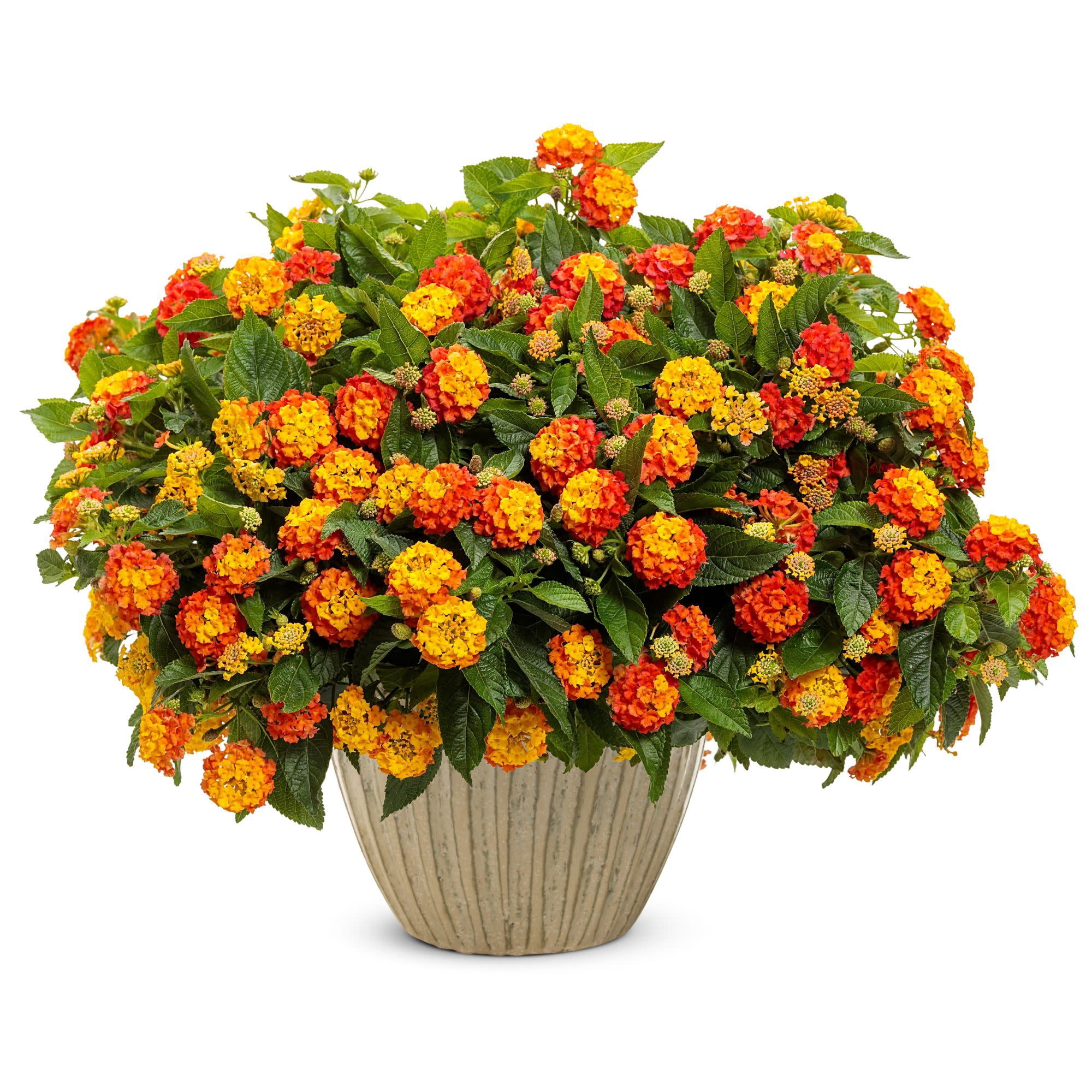Proven Winners 4" Multicolor Luscious Basket Tangeglow Lantana Live Plant in 4.25" Pot (4 Count)