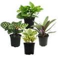 thumbnail image 5 of Classic House Plants (4PK) - Live Plants - Air Purifying Easy Plant Pack - 4.25 in Pots - Element by Altman Plants, 5 of 14