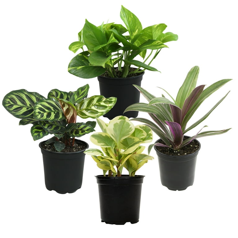 plante carvi Graines de Carvi Bio – La Ferme de Sainte Marthe main image 1