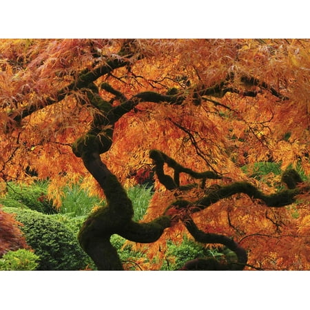 Japanese Maple in Full Fall Color, Portland Japanese Garden, Portland, Oregon, USA Print Wall Art By Michel