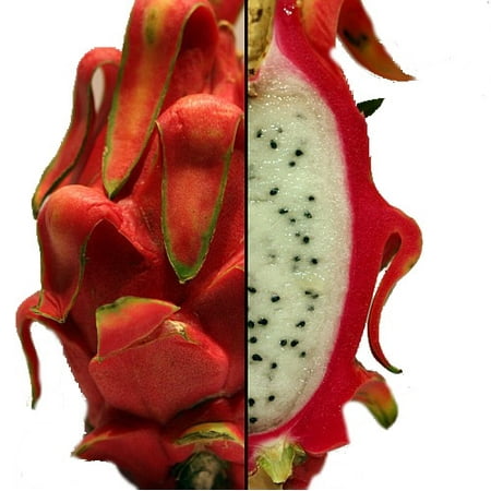 vietnamese jaina white dragon fruit hylocereus pitaya strawberry