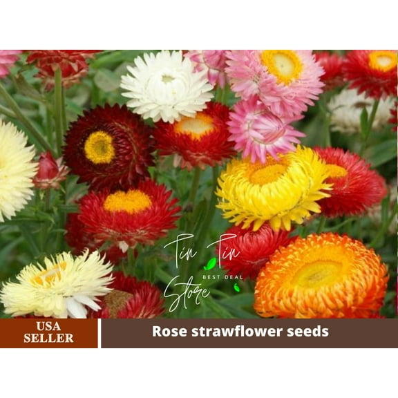 100  Seeds-Swiss Giants Mix Strawflower Seeds #k008-Authentic Seeds-Flowers-Rose seeds-Herb seeds-Vegetable Seeds-Mix Seeds for Plant- B3G1