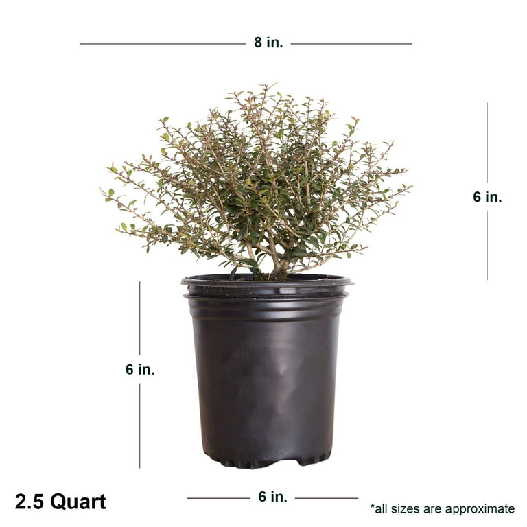 Bordeaux Yaupon Holly - Evergreen Landscape and Garden Shrub - 2.5 Qt Bordeaux Yaupon Holly - Evergreen Landscape and Garden Shrub - 2.5 Qt