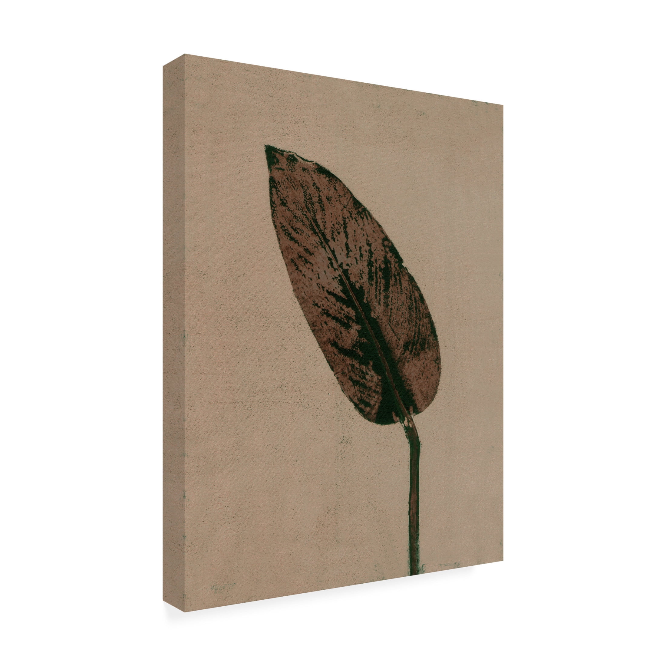 Canvas Wall Art - Pernille Folcarelli 'Calathea Brown' Wall Art for Living Room, Bedroom, or Office Décor by Trademark Fine Art - 35 x 47 Inches