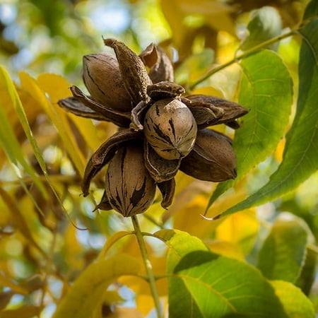 Brighter Blooms - Elliot Pecan Tree, 2-3 ft. - No Shipping To AZ,CA,NM,TX