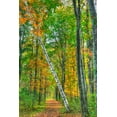 thumbnail image 2 of Goldwitz, Robert 11x14 White Modern Wood Framed Museum Art Print Titled - Birch Over The Trail, 2 of 4