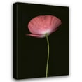thumbnail image 1 of Vitaly Geyman 13x18 Gallery Wrapped Canvas Wall Art Titled - Pink Poppy I, 1 of 4