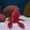 B, variant on NARABB Colour-printed Hermit Crab Model Shows The Beauty Of Marine Life A Combination Of Technology