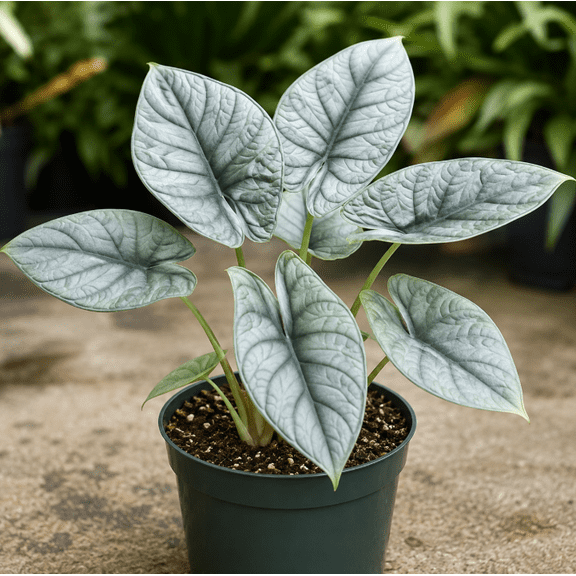 Alocasia Platinum Live Plant, Alocasia Houseplant, Tropical Foliage Plant, Indoor Plant, 4–6 Inch Tall