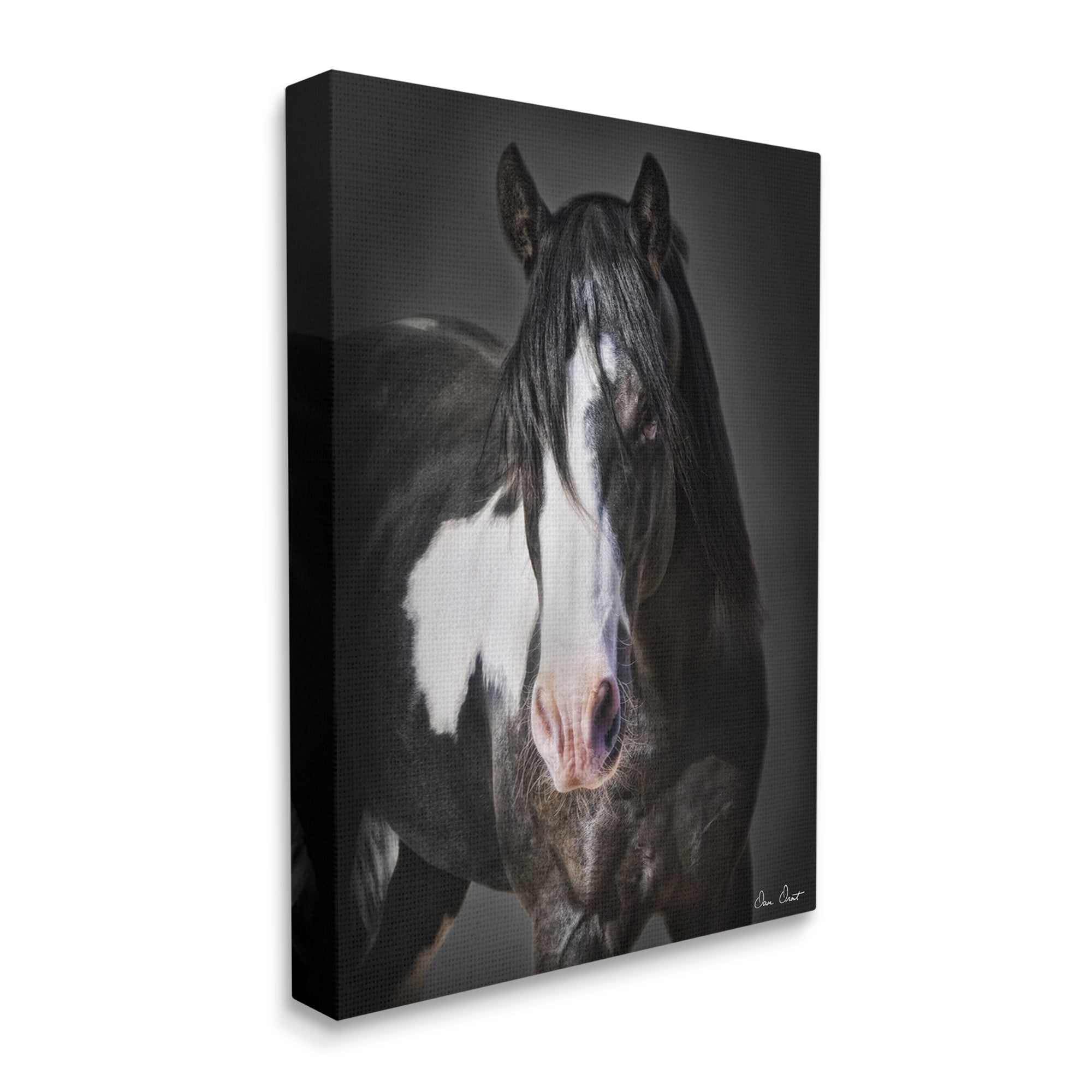Stupell Industries Black & White Horse Animals & Insects Photography Gallery Wrapped Canvas Art Print Wall Art, 16 x 20