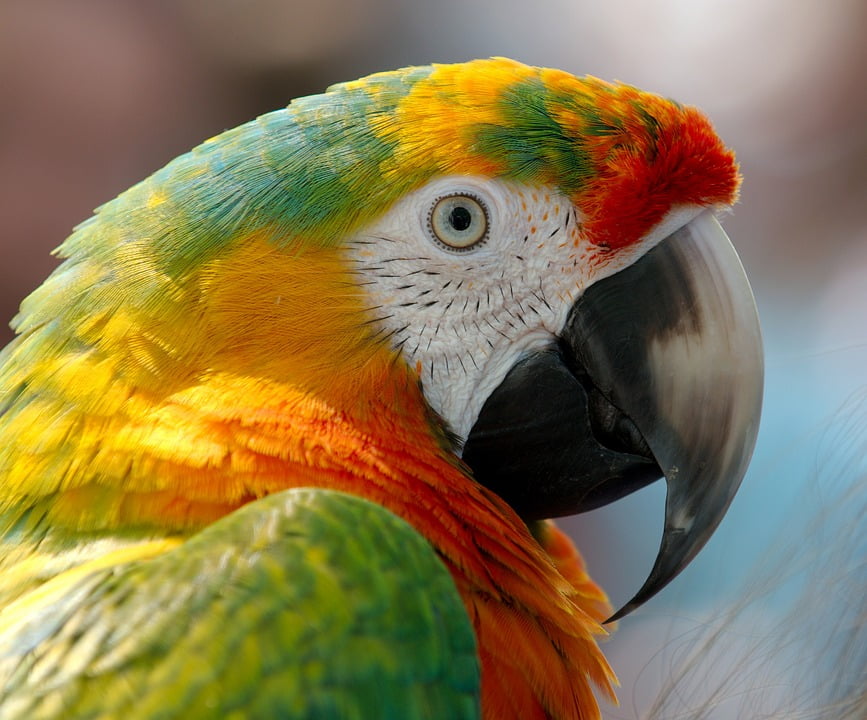Poster 24/" x 36/" Red and Blue Macaws