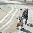 thumbnail image 4 of Dog Leash with Two Ropes, Double Dog Leash, Removable Anti-Tangle Protection (Green), 4 of 4