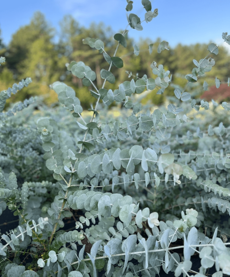Silver Dollar Eucalyptus Live Plant, 5–7 Inch Tall Starter, Fragrant Eucalyptus Tree for Indoor or Outdoor Planting