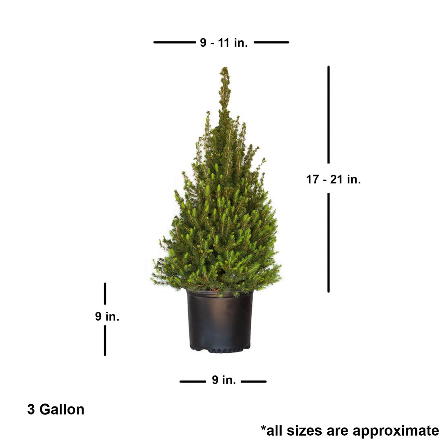Dwarf Alberta Spruce (2.4 Gallon) Conical Evergreen Shrub/Tree - Full Sun Live Outdoor Plant