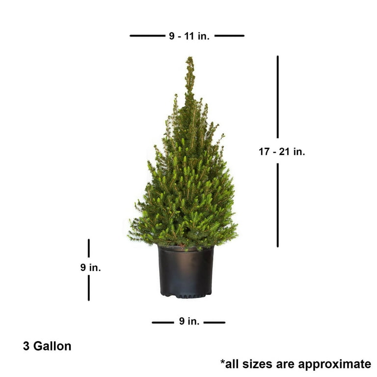 Expert Gardener Dwarf Alberta Spruce (2.5 Gallon) Conical