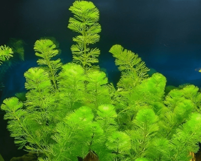 Live Green Cabomba Aquarium Plant – Freshwater Aquatic Stem Plant for Fish Tanks & Aquascaping
