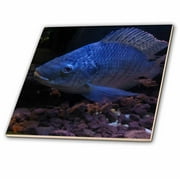 3dRose Grouper In Blue - Ceramic Tile, 4-inch