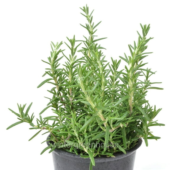 Rosmarinus prostratus, Trailing, Rosemary - Pot Size: 3.5in - Herbs