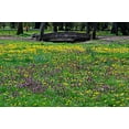 thumbnail image 5 of Seedville 100 Prunella Vulgaris Purple Herb Flower Seeds, 5 of 11