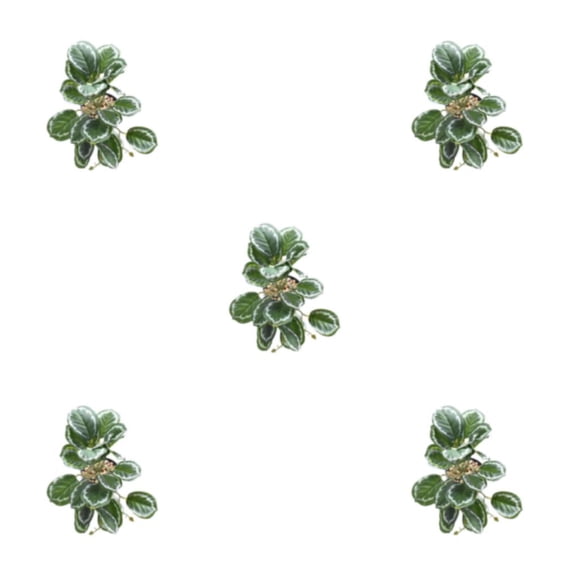 Cateissary Hermosas plantas de terrario - Naturaleza en interiores Sin necesidad de riego Plantas Decoraciones artificiales Hoja de pavo real Type2 NO2