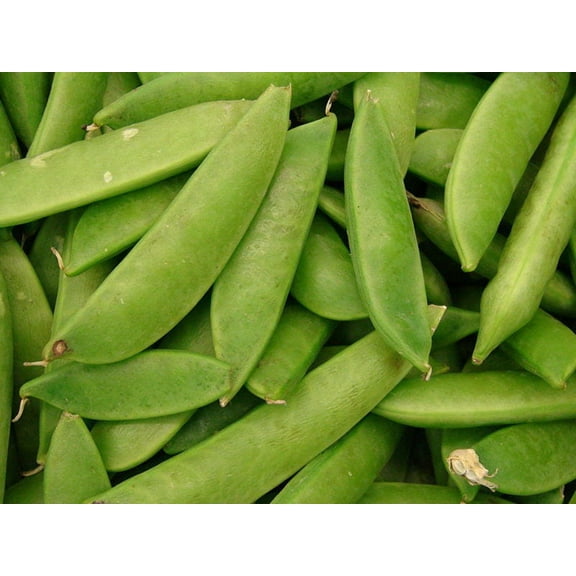 50 Seeds Mammoth MELTING SUGAR PEA Stringless Snow Pea Pisum Sativum Vegetable Seeds