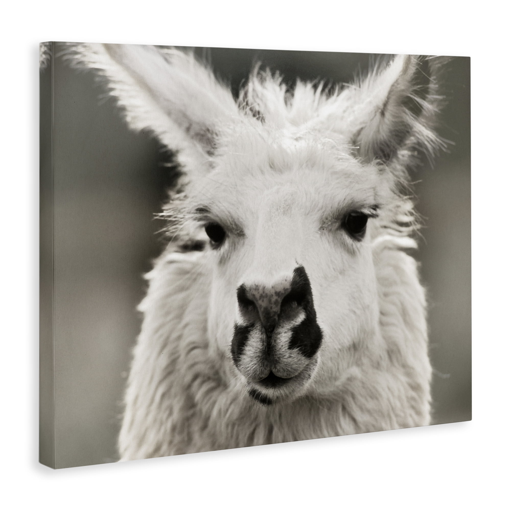 Stupell Industries Llama Gazing Portrait Animals & Insects Photography Gallery Wrapped Canvas Art Print Wall Art, 30 x 24