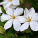 thumbnail image 1 of Gardenia Fragrance Oil, 1 of 1