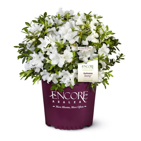 Encore Azalea Autumn Ivory (1 Gallon) White Flowering Shrub - Full Sun Live Outdoor Plant
